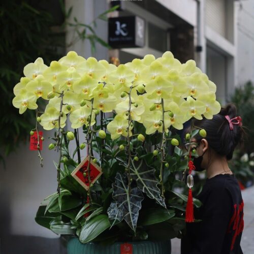 Lan hồ điệp thiết kế theo yêu cầu 01