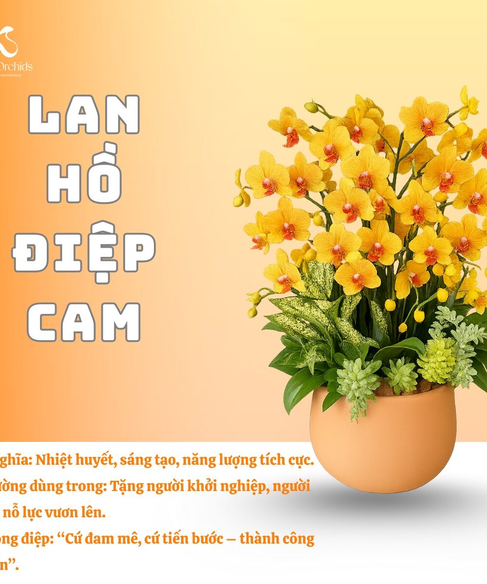 Lan hồ điệp cam