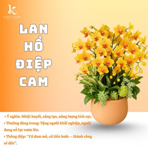 Lan hồ điệp cam