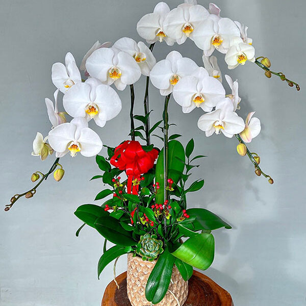 Tranh Lan khai trương 01
