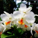 Lan hồ điệp mừng tốt nghiệp – Khởi đầu rạng rỡ, vững bước tương lai