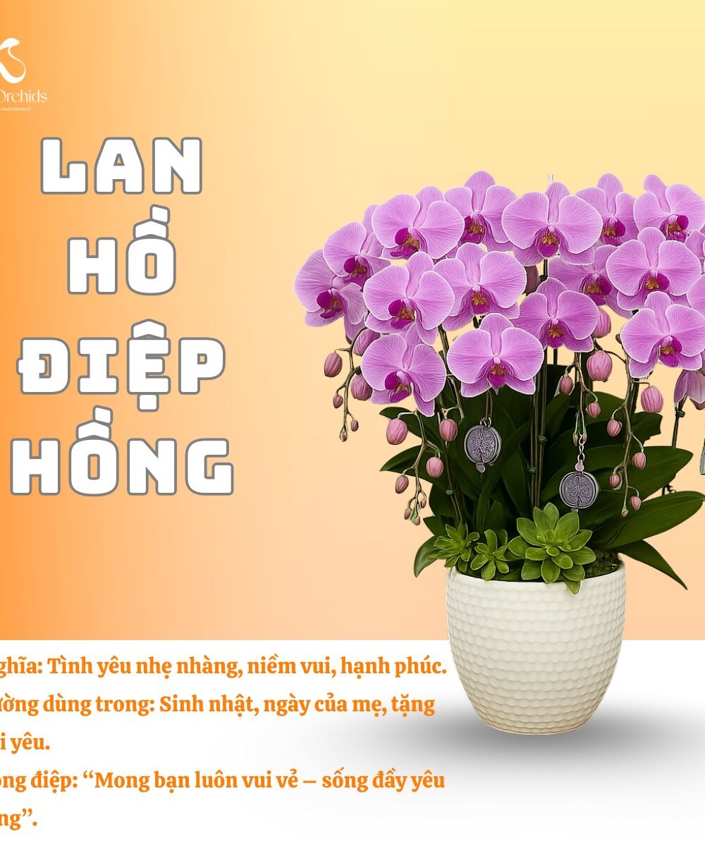 Lan hồ điệp hồng
