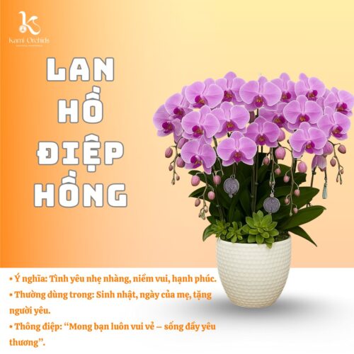 Lan hồ điệp hồng