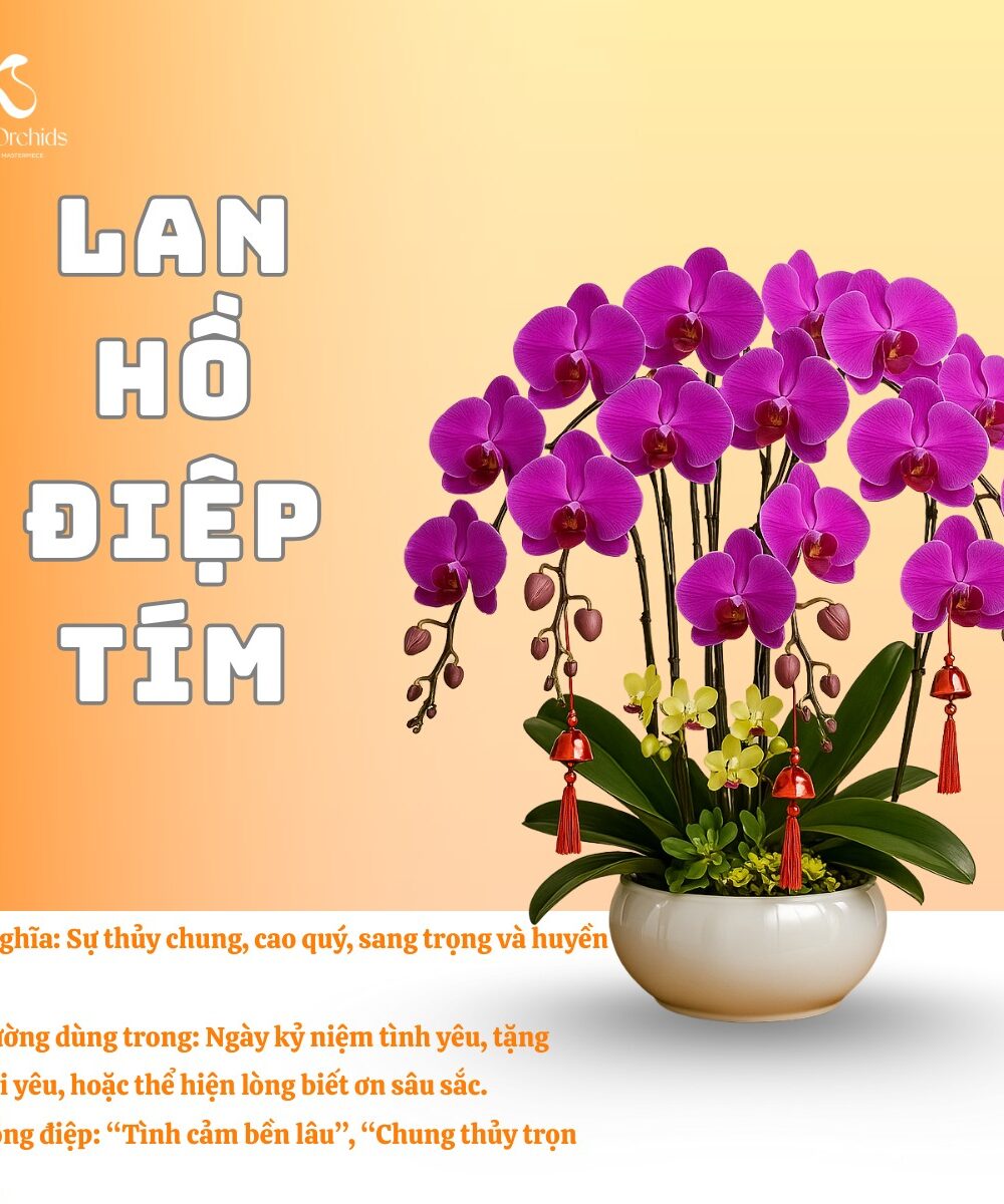 Lan hồ điệp tím