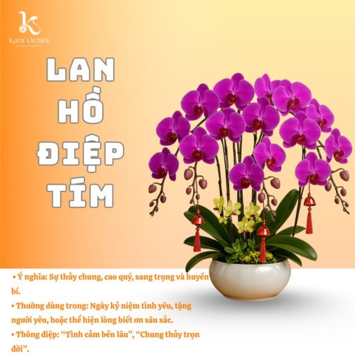 Lan hồ điệp tím