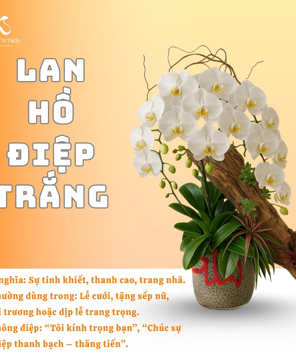 Lan hồ điệp trắng