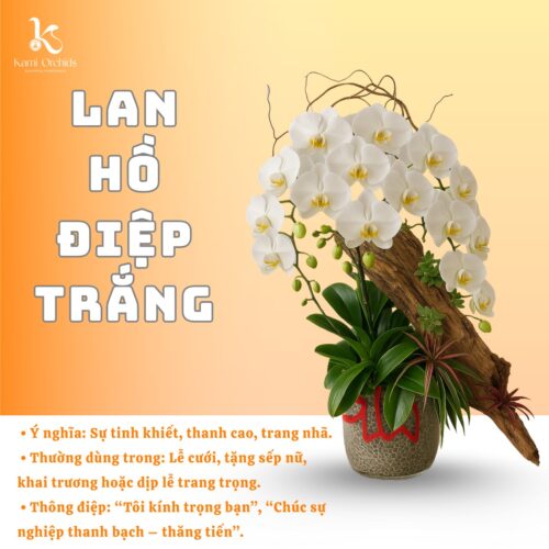 Lan hồ điệp trắng