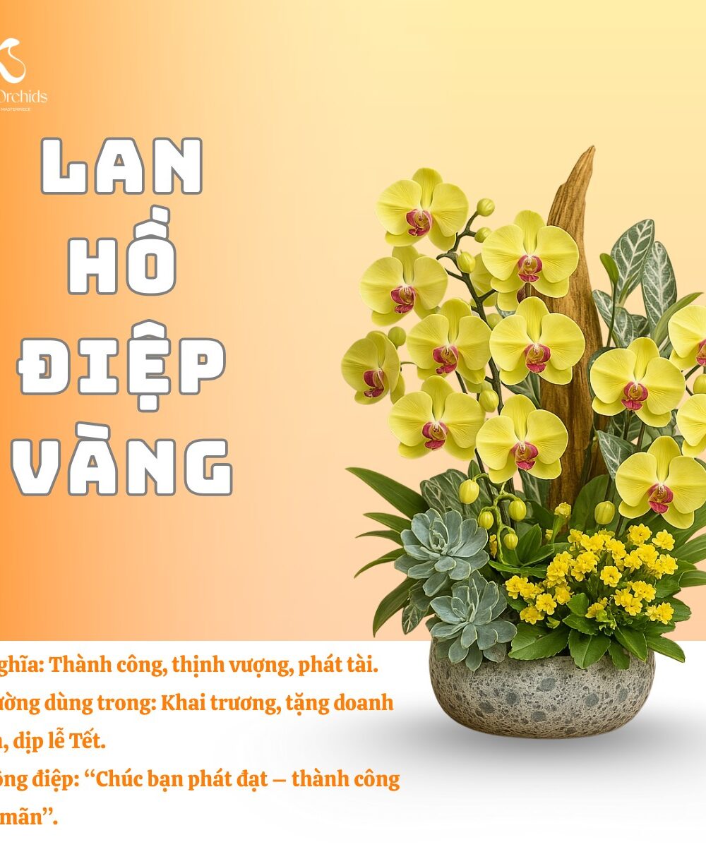 Lan hồ điệp vàng