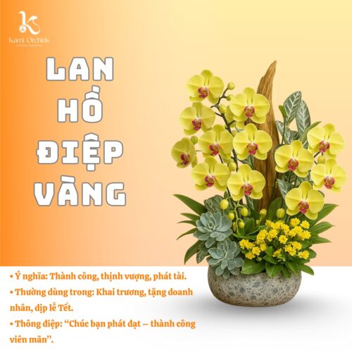 Lan hồ điệp vàng