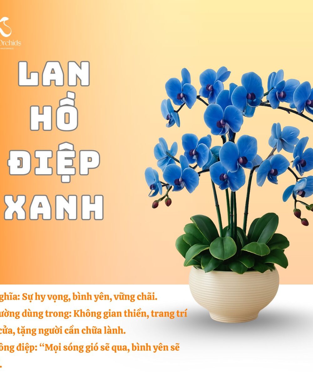 Lan hồ điệp xanh