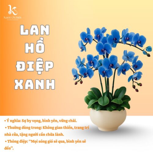 Lan hồ điệp xanh